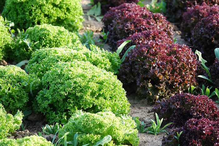 Lactuca sativa Lollo Bionda, Lollo Rosso, lettuce Lactuca sativa Lollo Bionda, Lollo Rosso, lettuce, by Zoonar Peter Himmelh