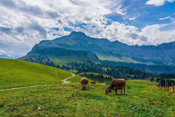 House cows grazing in the Swiss mountains. House cows grazing in the Swiss mountains., by Zoonar Bernhard Klar