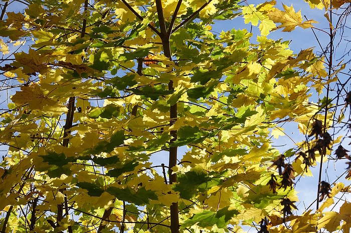 Acer platanoides, Norway maple, autumn Acer platanoides, Norway maple, autumn, by Zoonar Peter Himmelh