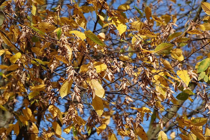 Carpinus betulus, Hornbeam, autumn leaves, seeds Carpinus betulus, Hornbeam, autumn leaves, seeds, by Zoonar Peter Himmelh