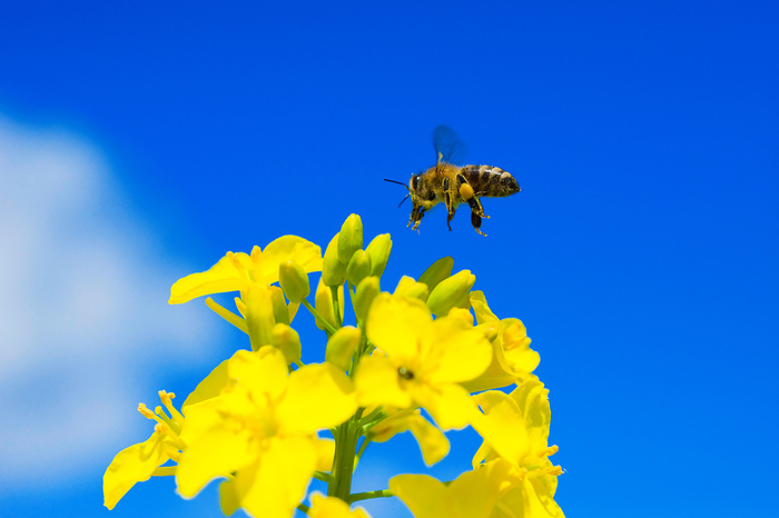 Honeybee flying in the blue sky above a yellow rapeseed flower  brassica napus  Honeybee flying in the blue sky above a yellow rapeseed flower  brassica napus , by Zoonar Andreas Malli