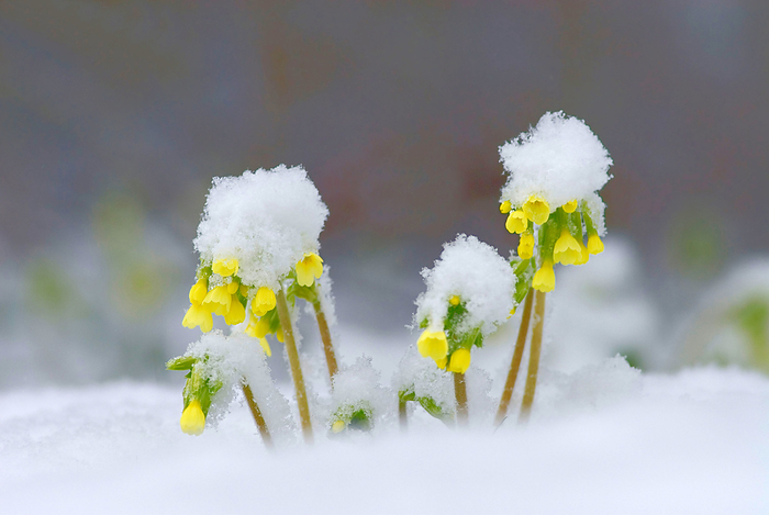 Yellow primrose, cowslip  Primula veris  covered with snow Yellow primrose, cowslip  Primula veris  covered with snow, by Zoonar Andreas Malli