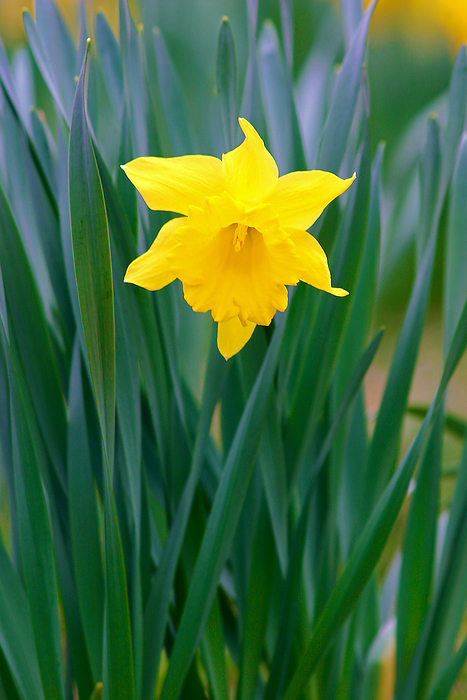 a single yellow daffodil  Narcissus pseudonarcissus  a single yellow daffodil  Narcissus pseudonarcissus , by Zoonar Andreas Malli