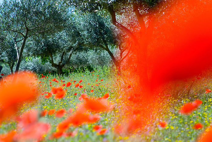 Red poppies  Papaver Rhoeas  in an olive grove Red poppies  Papaver Rhoeas  in an olive grove, by Zoonar Andreas Malli