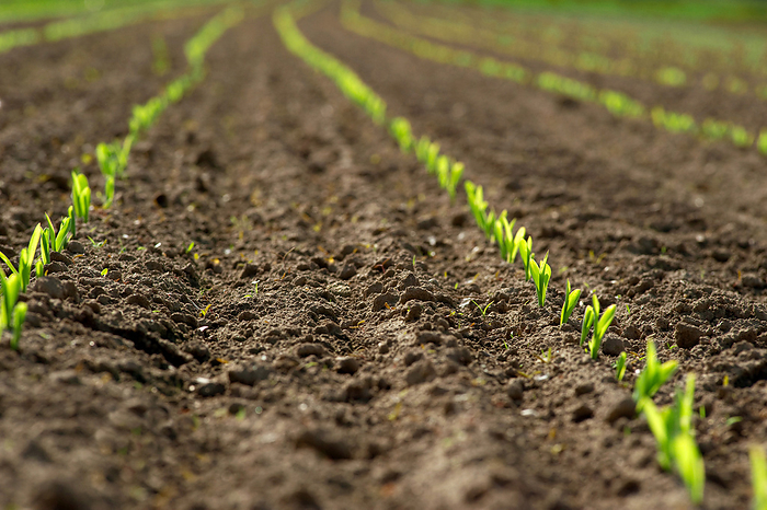 a row of young maize plants a row of young maize plants, by Zoonar Andreas Malli