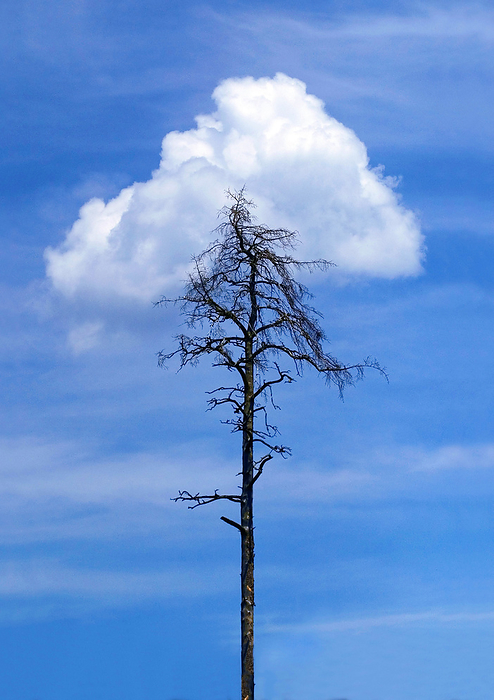 dead pine tree and white cloud, Perlacher Forst, Munich, Germany dead pine tree and white cloud, Perlacher Forst, Munich, Germany, by Zoonar Andreas Malli