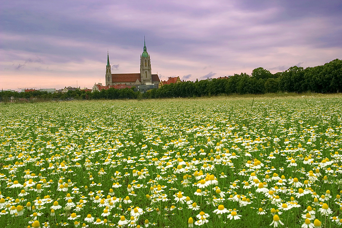 Theresienwiese in June, with Meadow of Chamomile   Matricaria chamomilla , Munich, Bavaria, Germany Theresienwiese in June, with Meadow of Chamomile   Matricaria chamomilla , Munich, Bavaria, Germany, by Zoonar Andreas Malli