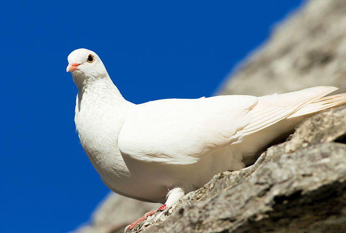 White pigeon on the roof of a trullo house, Alberobello, Apulia, Italy White pigeon on the roof of a trullo house, Alberobello, Apulia, Italy, by Zoonar Andreas Malli