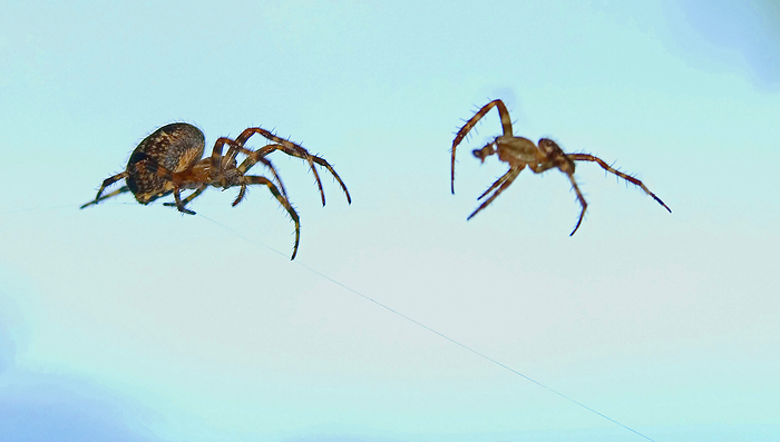 two European garden spider, cross spider,  Araneus diadematus  e male and a female two European garden spider, cross spider,  Araneus diadematus  e male and a female, by Zoonar Andreas Malli