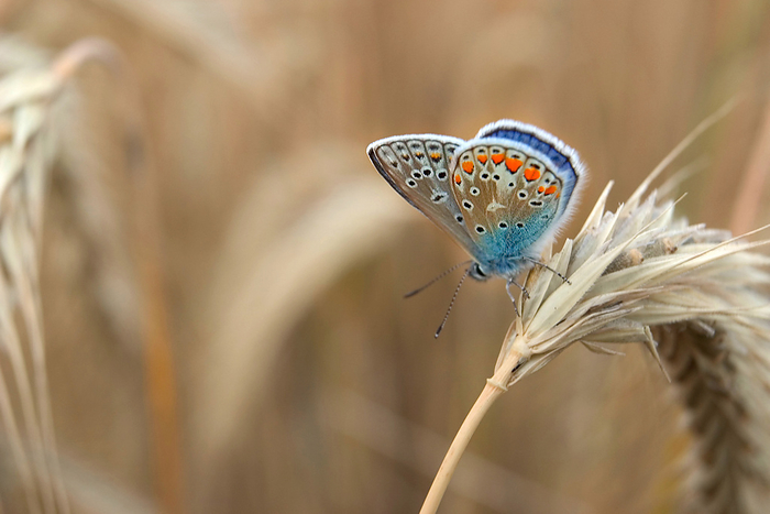 common blue butterfly or European common blue  Polyommatus icarus  common blue butterfly or European common blue  Polyommatus icarus , by Zoonar Andreas Malli