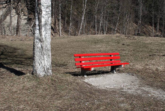 red park bench, besides a silver birch  Betula pendula  near Klais, Alps, Bavaria, Germany red park bench, besides a silver birch  Betula pendula  near Klais, Alps, Bavaria, Germany, by Zoonar Andreas Malli