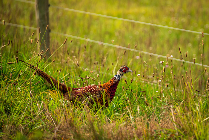 Portrait of a pheasant rooster in nature park on the Baltic Sea, Germany. Portrait of a pheasant rooster in nature park on the Baltic Sea, Germany., by Zoonar Bernhard Klar