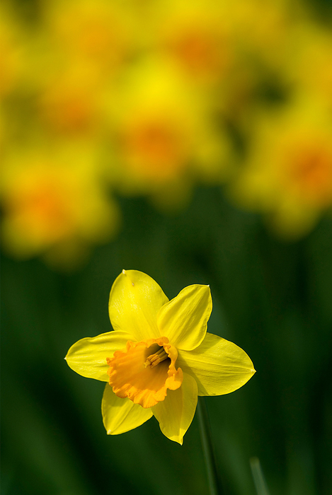 yellow daffodil  Narcissus Pseudonarcissus  yellow daffodil  Narcissus Pseudonarcissus , by Zoonar Dirk v. Malli