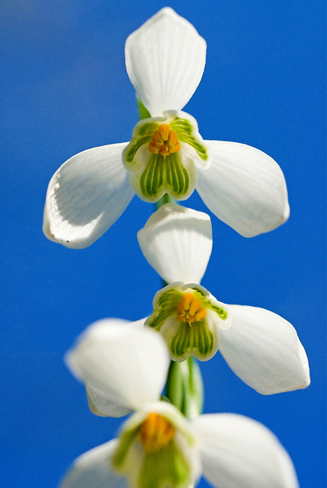 Snowdrop  Galanthus nivalis  Snowdrop  Galanthus nivalis , by Zoonar Dirk v. Malli
