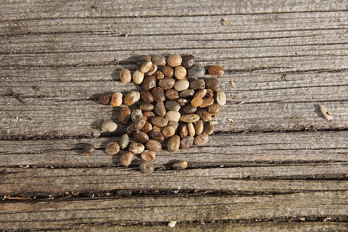 Lupinus, lupin, seeds Lupinus, lupin, seeds, by Zoonar Peter Himmelh