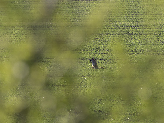 A redfox  vulpes vulpes  sits in a field A redfox  vulpes vulpes  sits in a field, by Zoonar Reiner Pechma