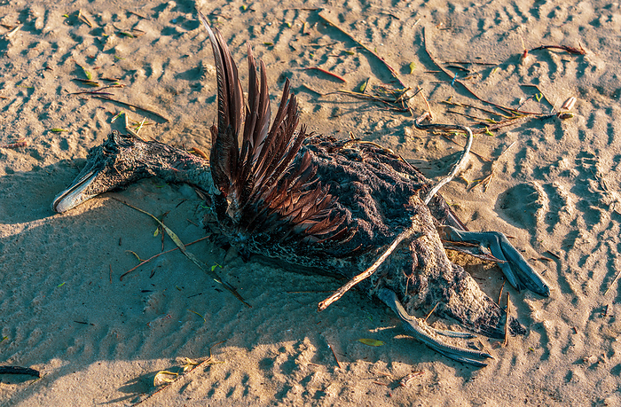 Dead bird on the North Sea beach. Dead bird on the North Sea beach., by Zoonar Bernhard Klar
