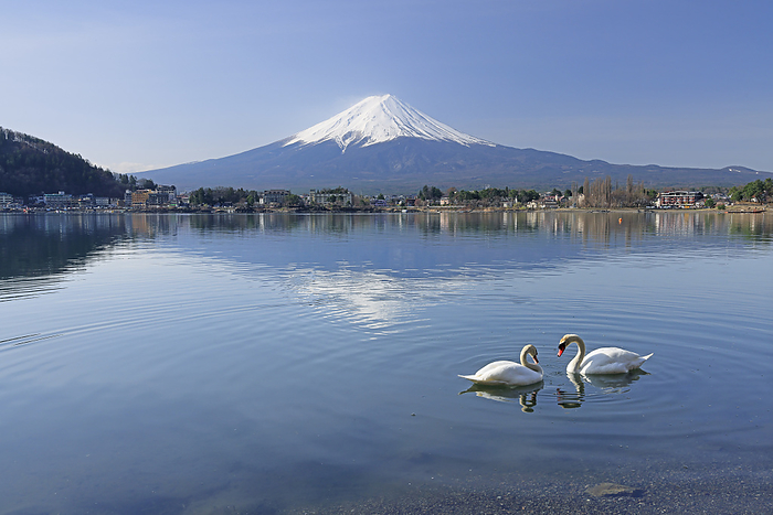 Swans at Kawaguchiko, Yamanashi Prefecture and Mt.