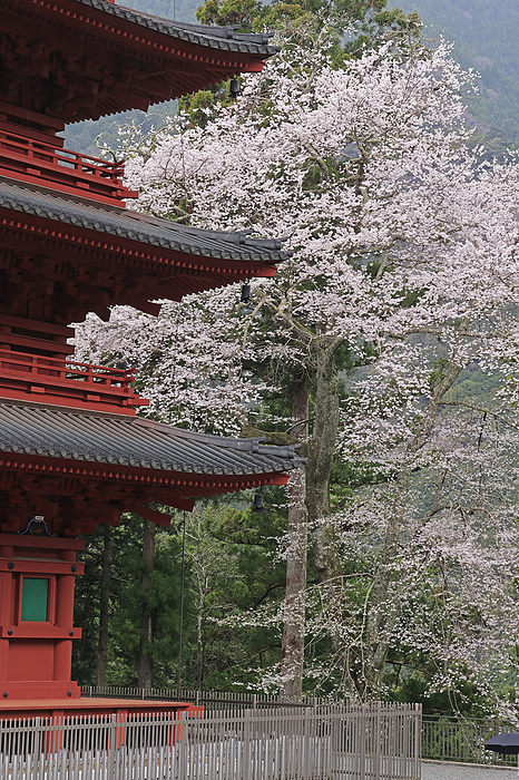 Five-story pagoda and cherry blossoms at Kuonji Temple, Mt.