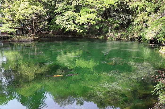 Sano Isoyama Park Spring Benten Pond