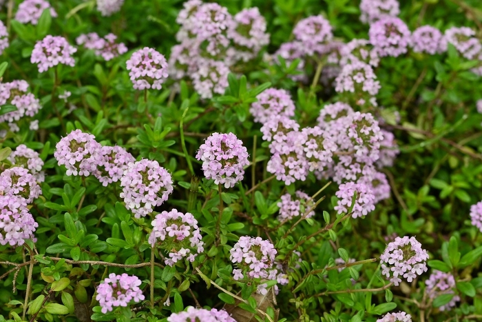 Thyme flowers and herbs
