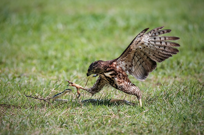 Crested Goshawk bird fighting with snake, by Cavan Images / Riadi Pracipta