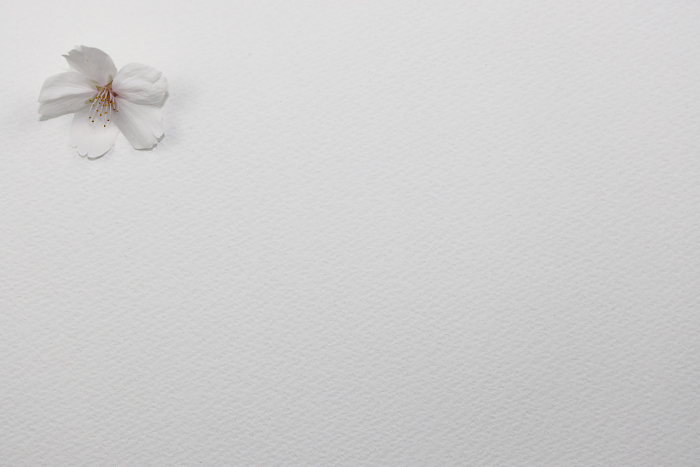 White paper background_Cherry blossoms