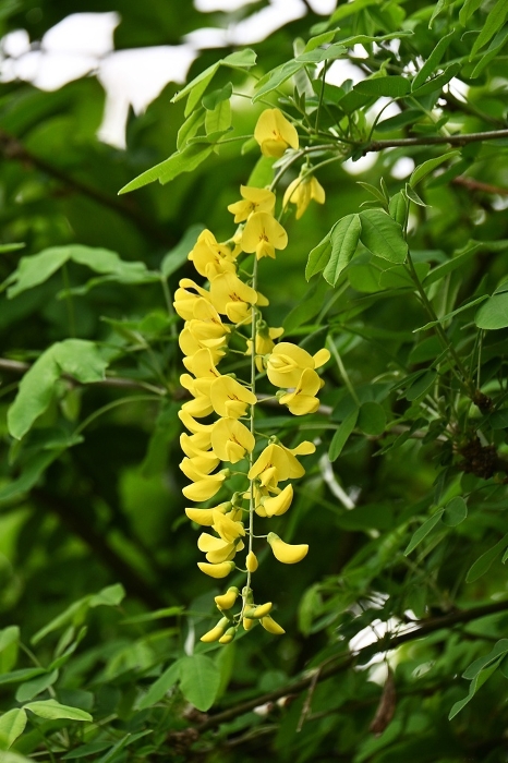 King sari (Nishiki Chain) flower, yellow-flowered wisteria (Kibana wisteria), poisonous plant