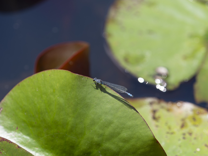 Damselfly perched on a water lily leaf