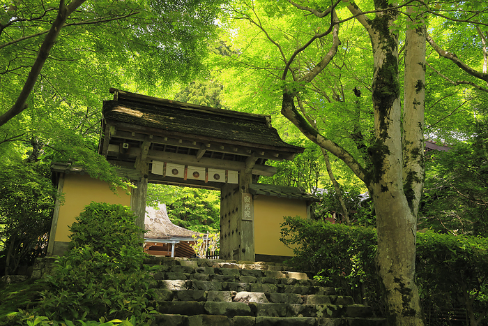 Jakkoin Temple in fresh greenery Kyoto City, Kyoto Prefecture