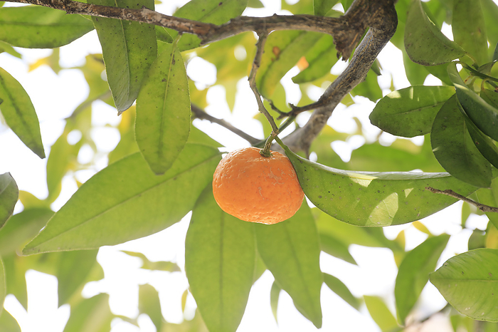 tachibana fruit