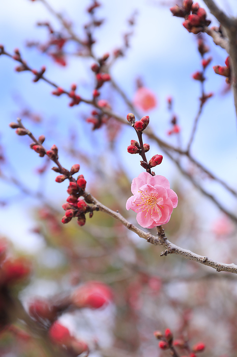 red-blossomed plum tree