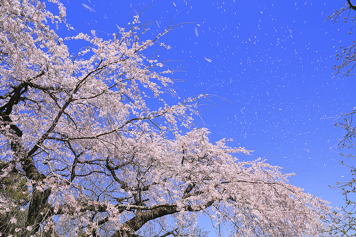Weeping cherry blossoms and a cherry blossom snowstorm dancing in the wind