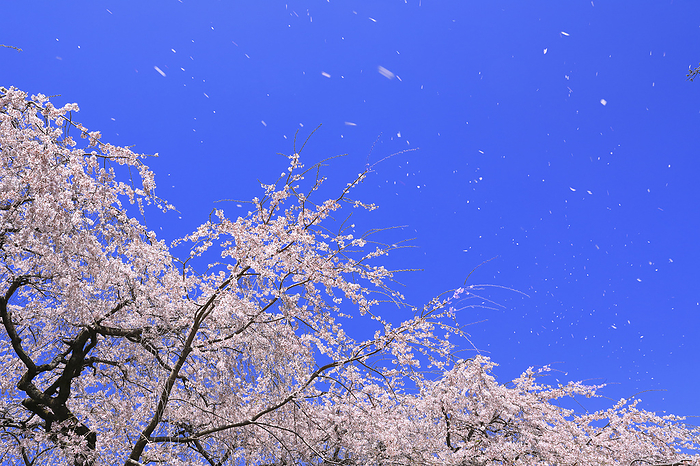 Weeping cherry blossoms and a cherry blossom snowstorm dancing in the wind