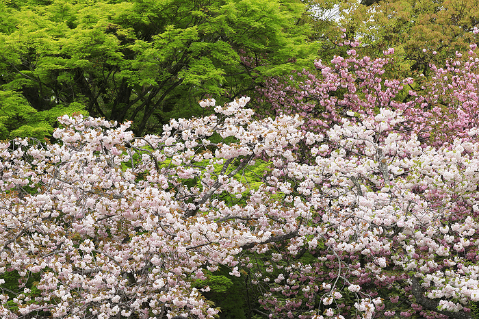 Yaezakura cherry blossoms and blue autumn leaves