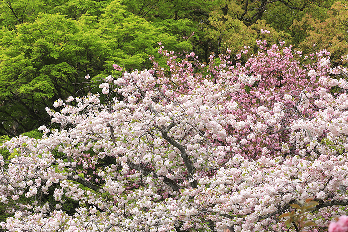 Yaezakura cherry blossoms and blue autumn leaves