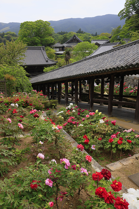 Hase Temple, Ascending Corridor and Peony Garden Sakurai City, Nara Pref.