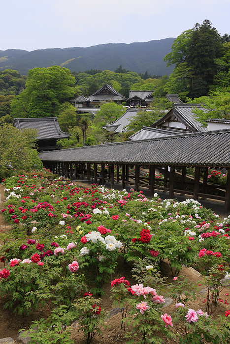 Hase Temple, Ascending Corridor and Peony Garden Sakurai City, Nara Pref.