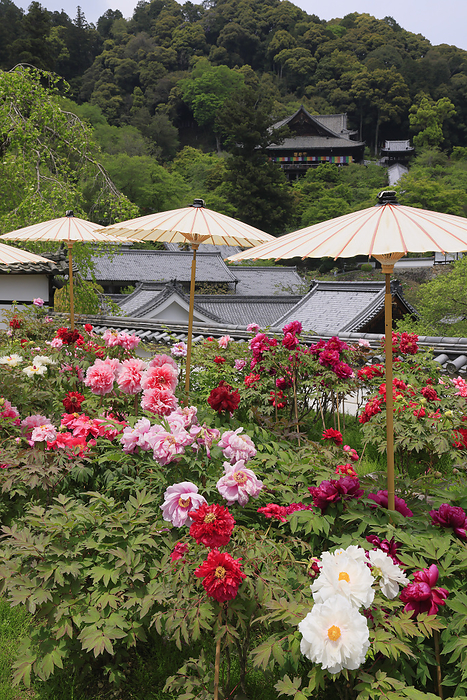 Peony Garden of Haseji Temple, Hombo, Sakurai City, Nara Pref.