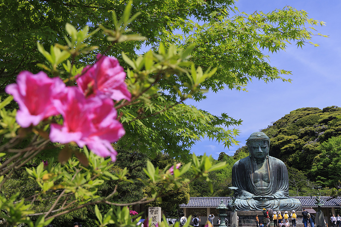 Great Buddha of Kamakura in azalea bloom, Kanagawa Prefecture