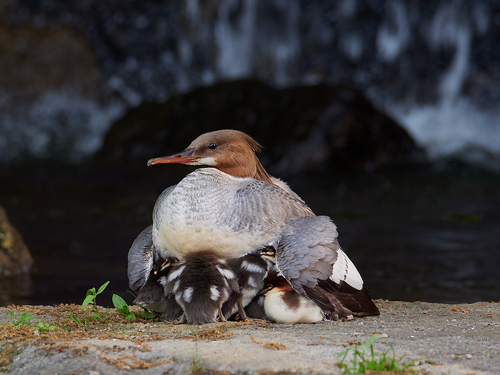 Kawaii Issa s family A mother of a common merganser resting her chick in the wing market.