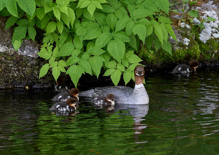 Kawaii Issa s family A mother of a common merganser rearing her newly hatched chicks.