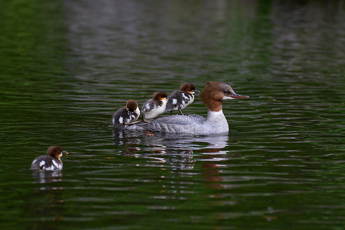 Kawaii Issa s family A mother of a common merganser rearing her newly hatched chicks.