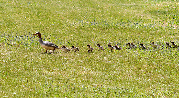 Kawaii Issa s family A family of common merganser migrating to a large river with their newborn chicks.