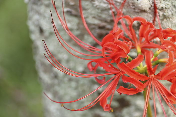 red spider lily (Lycoris radiata)