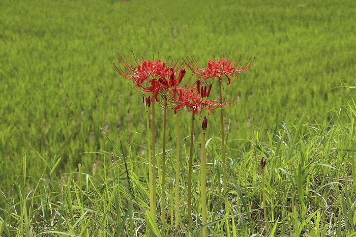 Higanbana and paddy field
