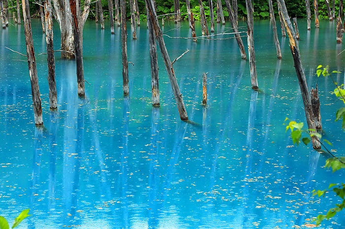 Biei Platinum Blue Pond, Hokkaido