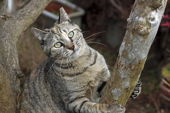 tree-climbing cat
