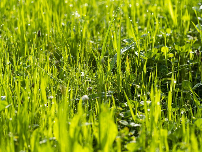 Landscape of meadow glistening with morning dew