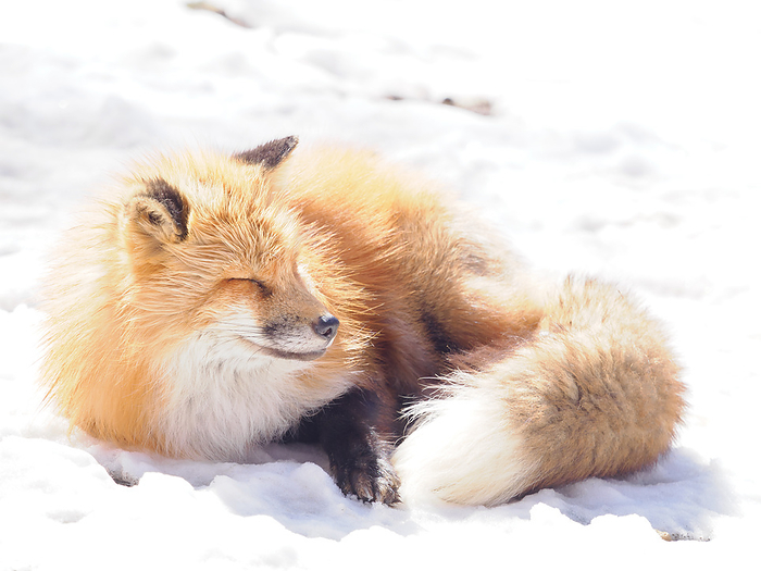 Ezo red fox  Vulpes vulpes schrencki  Zao Fox Village